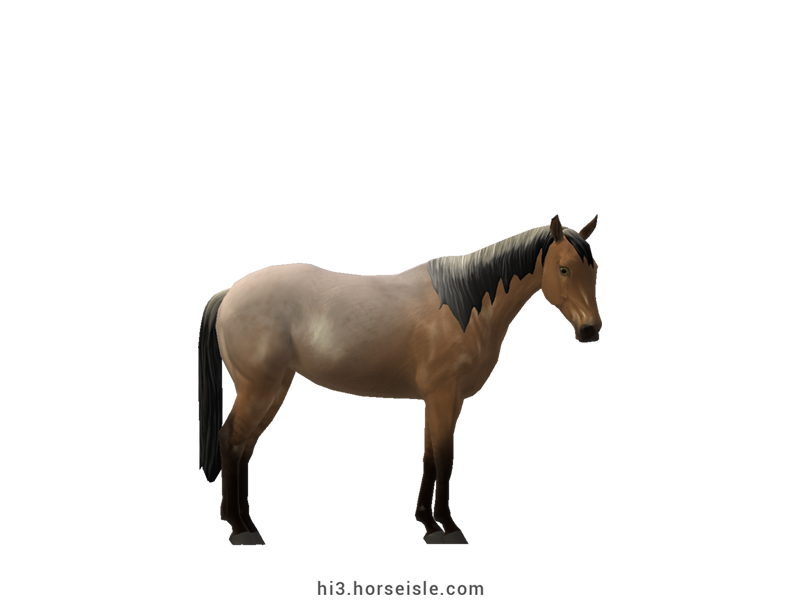 Australian Stock Horse Dun Roan Coat